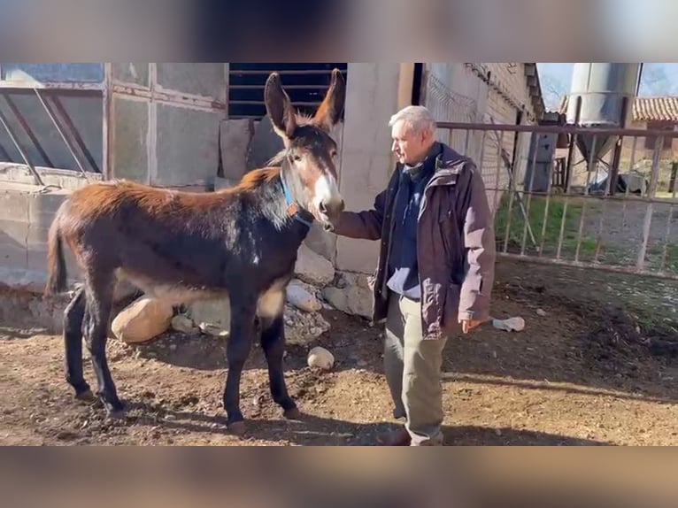 Donkey Mare 1 year Black in BERGA, BARCELONA