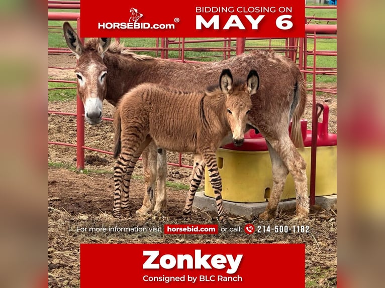 Donkey Mix Mare 1 year in Grand Saline