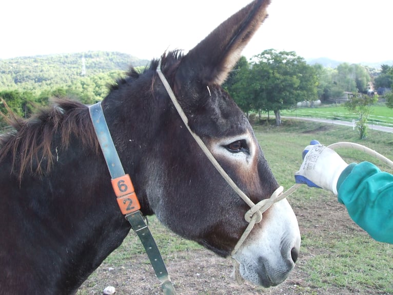 Donkey Mare 20 years 13,3 hh Black in BERGA, BARCELONA