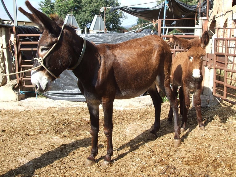 Donkey Mare 20 years 14,1 hh Black in BERGA, BARCELONA