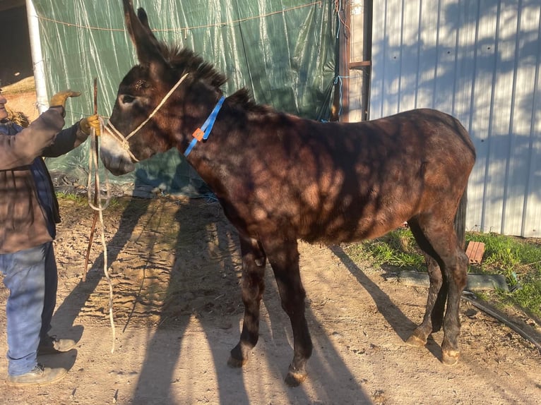 Donkey Mare 2 years 12,3 hh Black in BERGA, BARCELONA