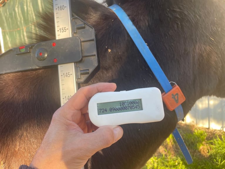 Donkey Mare 2 years 12,3 hh Black in BERGA, BARCELONA