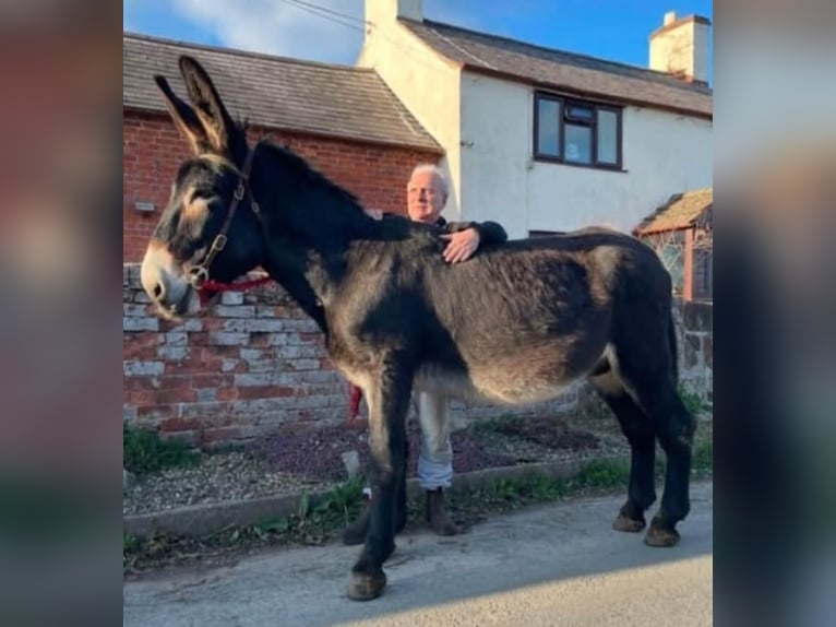 Donkey Mare 2 years 14 hh Tobiano-all-colors in Shrewsbury