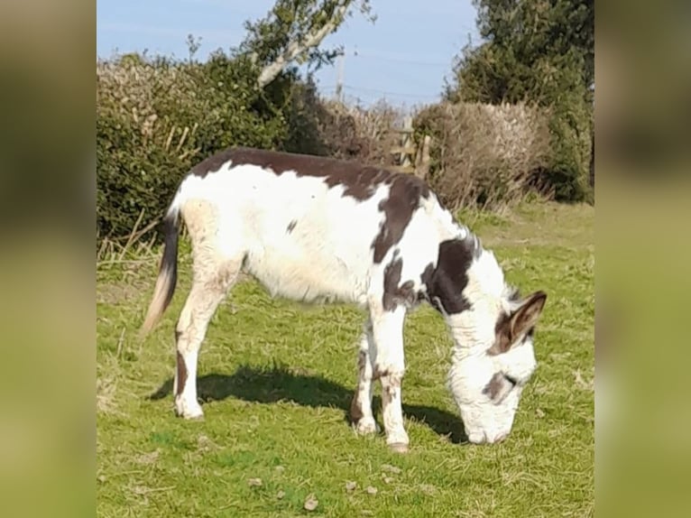 Donkey Mare 2 years 14 hh Tobiano-all-colors in Shrewsbury