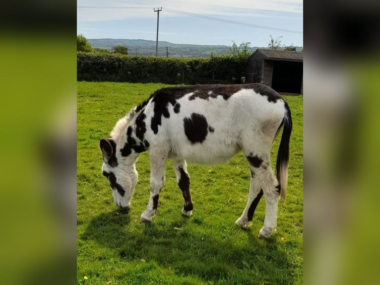 Donkey Mare 2 years 14 hh Tobiano-all-colors in Shrewsbury