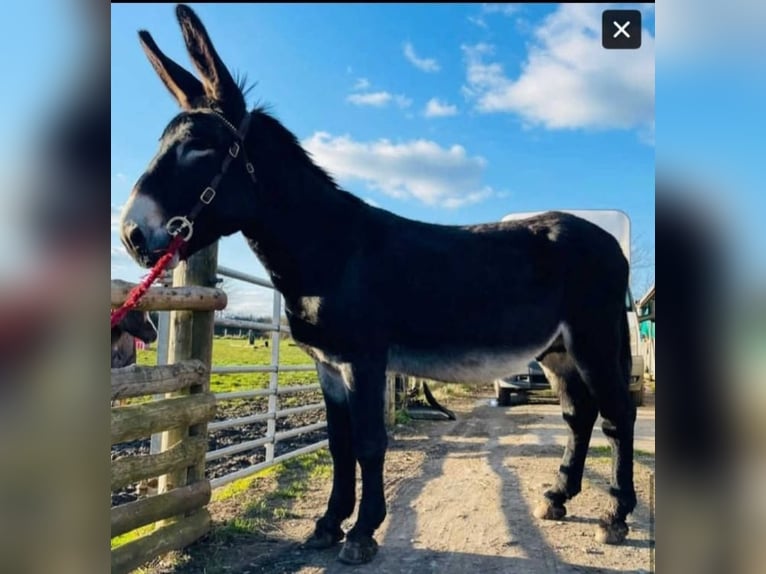 Donkey Mare 2 years 14 hh Tobiano-all-colors in Shrewsbury