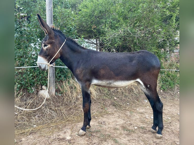Donkey Mare 2 years 15.1 hh Black in BERGA, BARCELONA