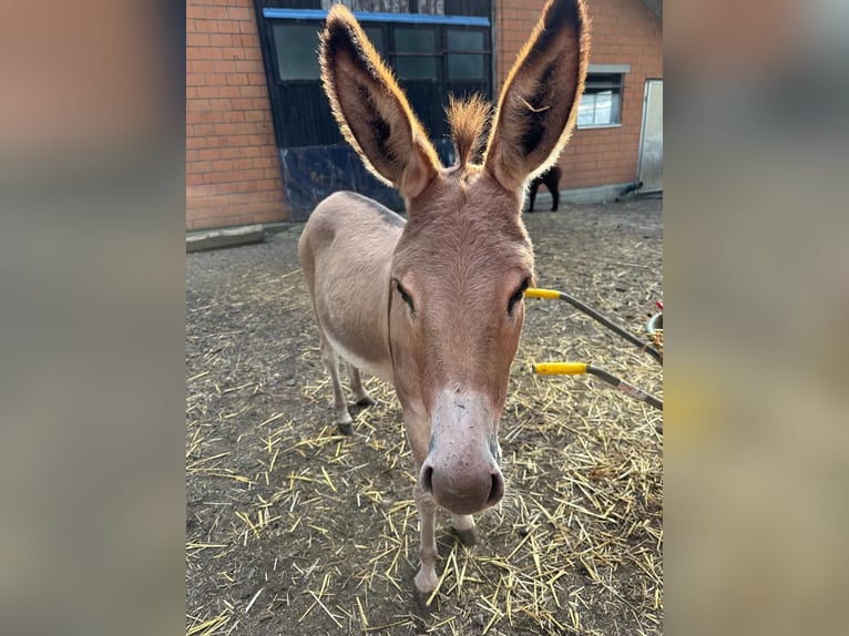 Donkey Mare 2 years 9,2 hh in Diepoldsau