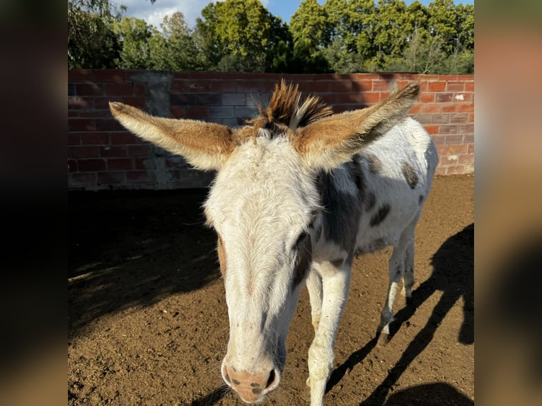 Donkey Mare 3 years 13,1 hh in Lliça D&#39;Amunt