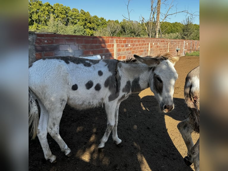 Donkey Mare 3 years 13,1 hh in Lliça D&#39;Amunt