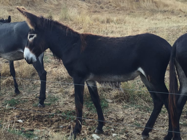 Donkey Mare 3 years 13,2 hh Bay-Dark in Bornich