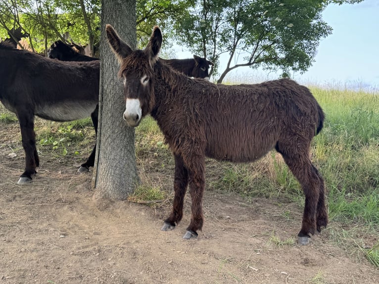 Donkey Mare 3 years 13.2 hh Bay-Dark in Bornich