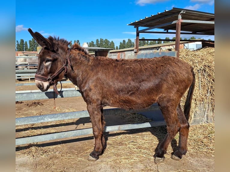 Donkey Mare 3 years 14,3 hh Black in BERGA, BARCELONA