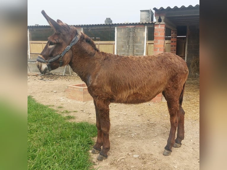 Donkey Mare 3 years 14,3 hh Black in BERGA, BARCELONA