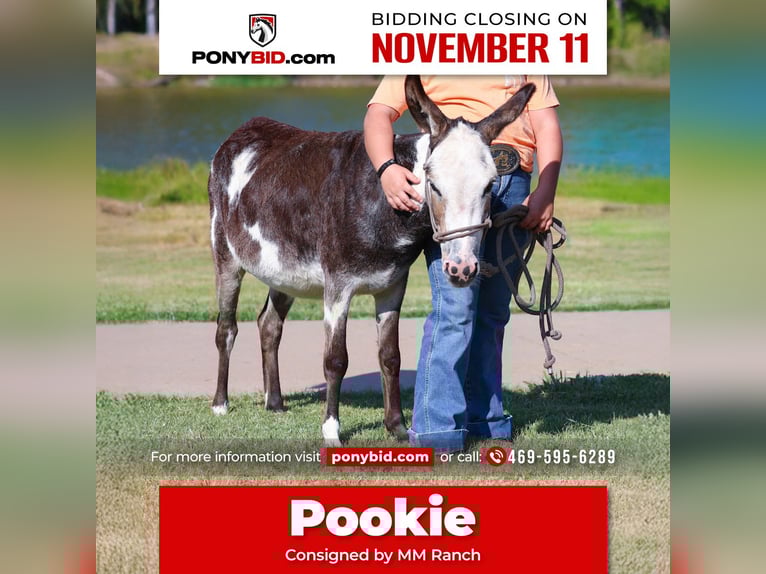 Donkey Mare 3 years 8,1 hh Pinto in Forney