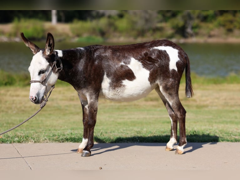 Donkey Mare 3 years 8,1 hh Pinto in Forney