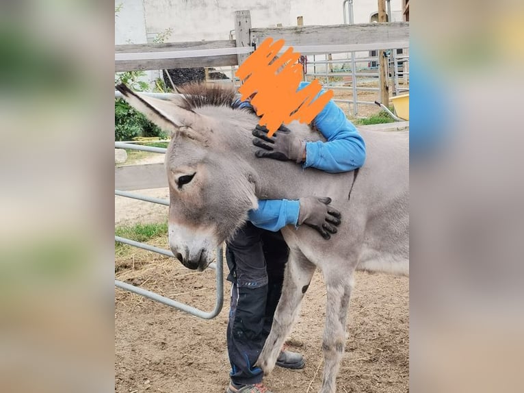 Donkey Mare 3 years in Rabensburg