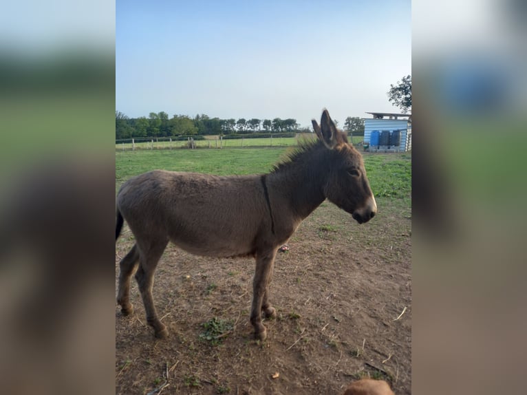 Donkey Mare 4 years 11,2 hh Grey in Saint-Loup-Lamairé