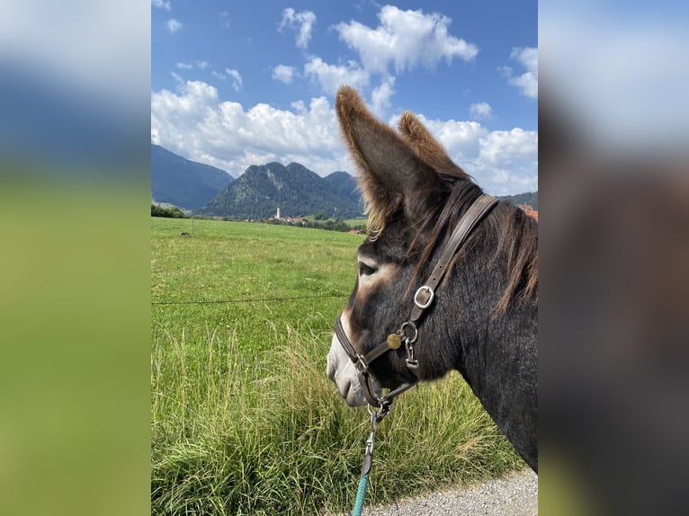 Donkey Mare 4 years 13.2 hh Smoky-Black in Pfronten