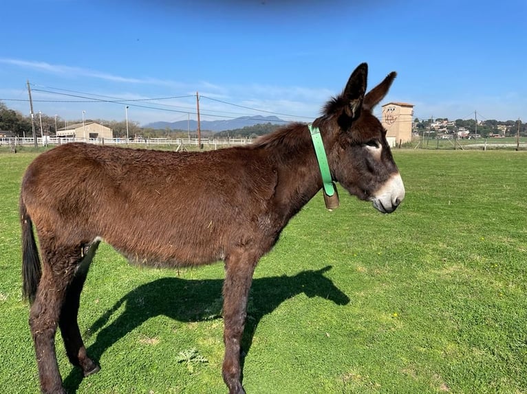 Donkey Mare 4 years 14,3 hh Black in BERGA, BARCELONA