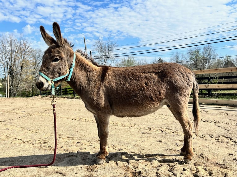 Donkey Mare 4 years 8 hh Gray in Berea, KY