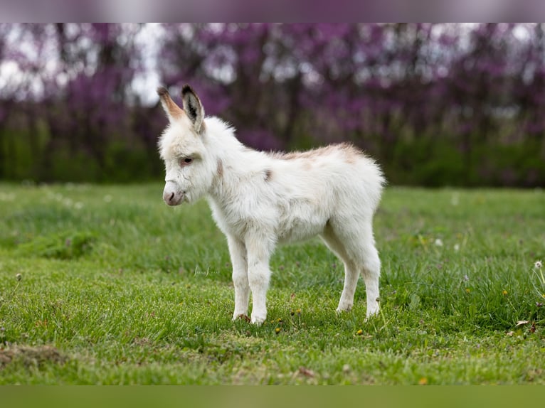 Donkey Mare 4 years 9 hh Pinto in Berea