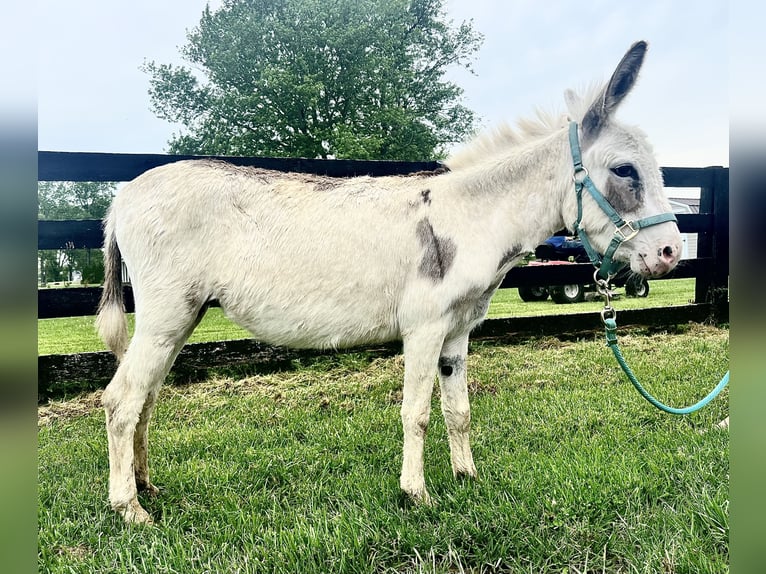 Donkey Mare 4 years 9 hh Pinto in Berea