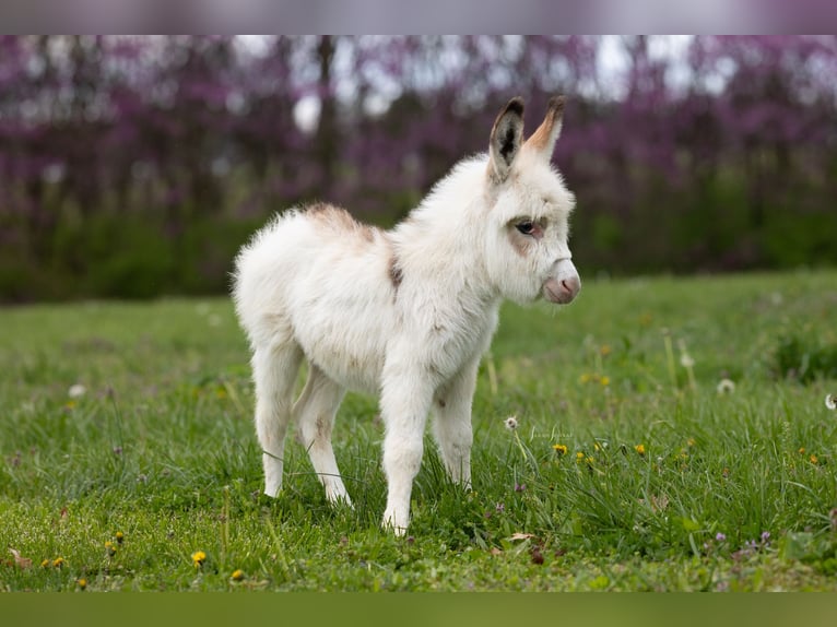 Donkey Mare 4 years 9 hh Pinto in Berea