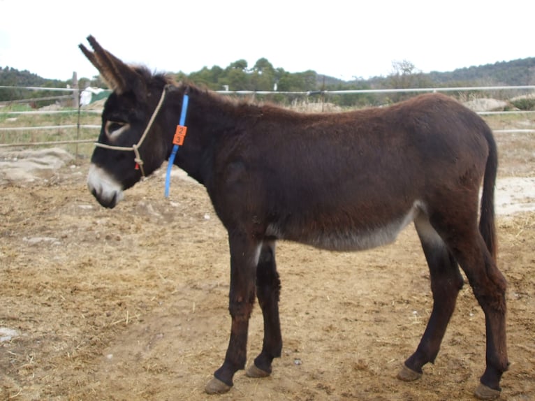 Donkey Mare 4 years Black in BERGA, BARCELONA