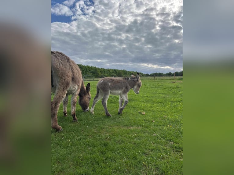 Donkey Mare 5 years 10,2 hh Grullo in Linkenbach