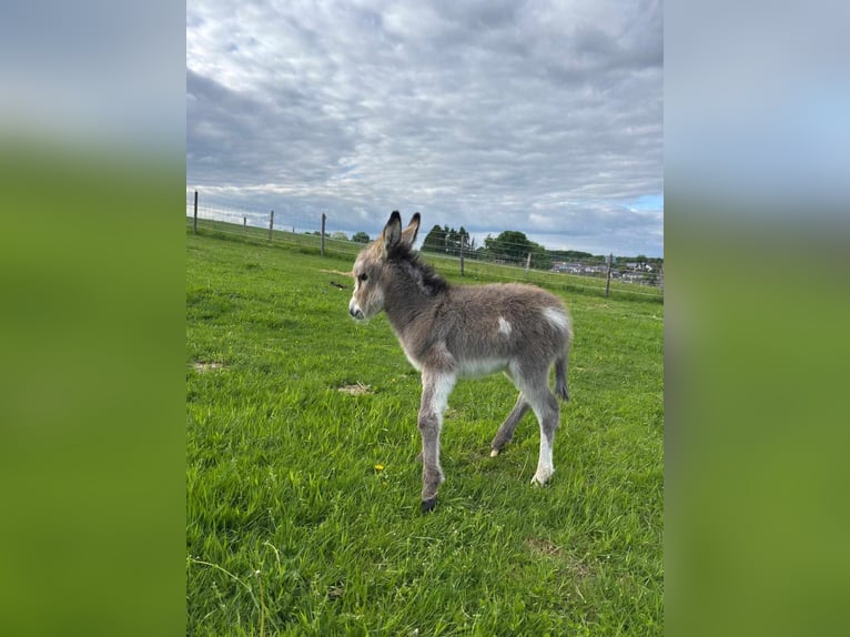 Donkey Mare 5 years 10,2 hh Grullo in Linkenbach