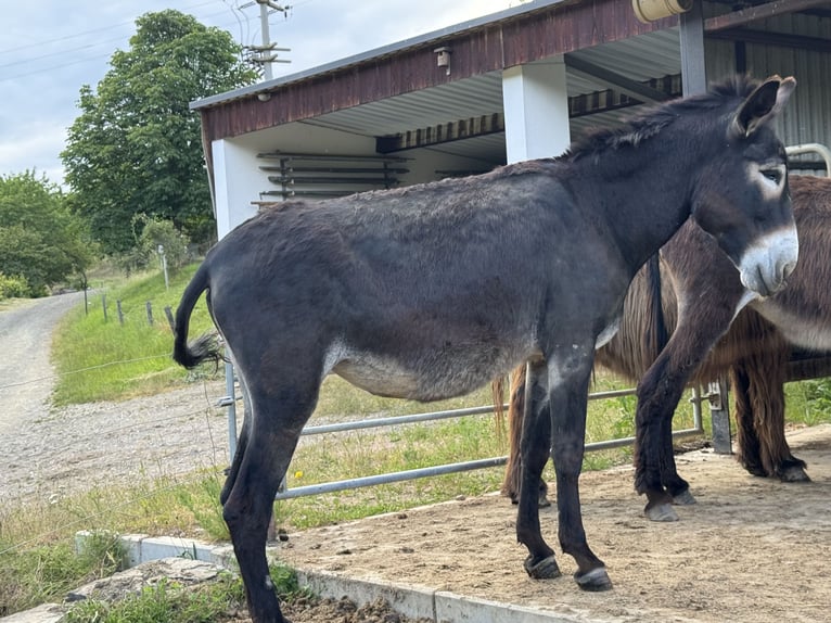 Donkey Mare 5 years 12.2 hh Bay-Dark in Bornich