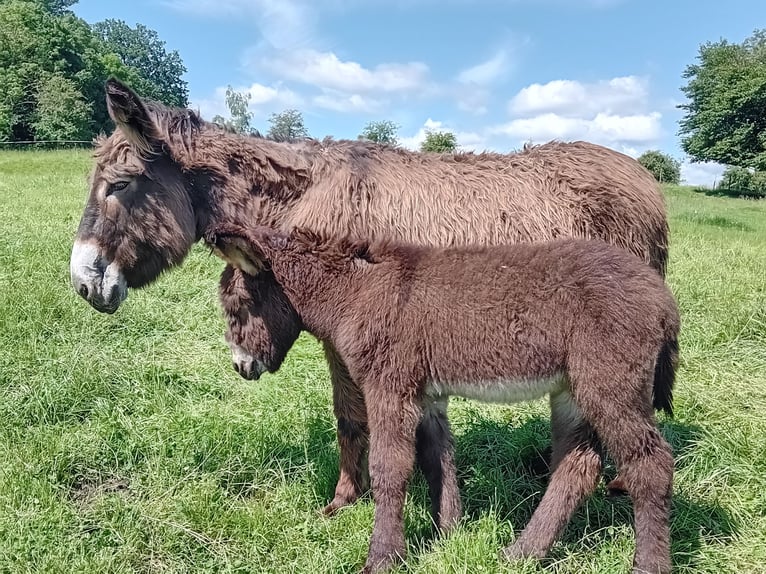 Donkey Mare 5 years 12,2 hh Brown-Light in Malzy