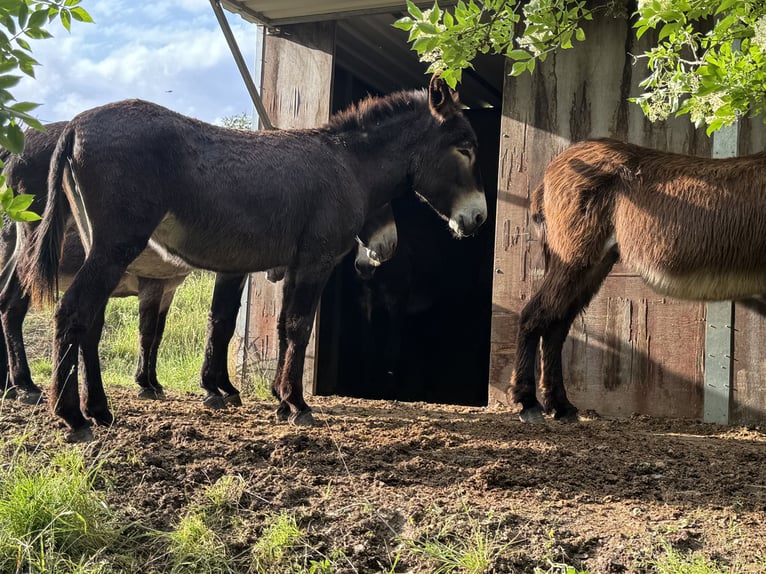 Donkey Mare 5 years 13,2 hh Bay-Dark in Bornich