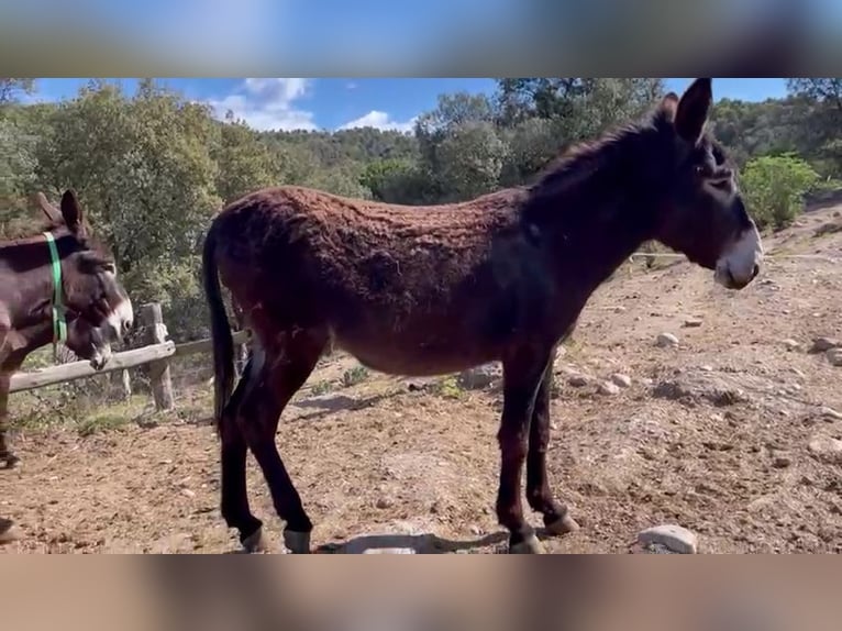 Donkey Mare 5 years 14 hh Black in BERGA, BARCELONA