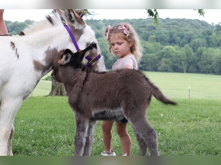 Donkey Mare 5 years 8,2 hh Gray in Purdy, MO