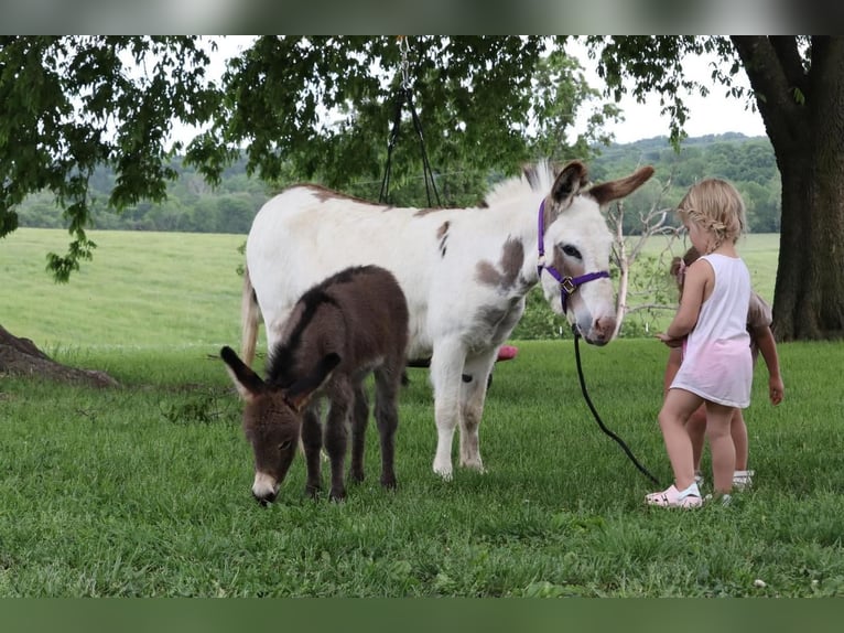 Donkey Mare 5 years 8,2 hh Gray in Purdy, MO
