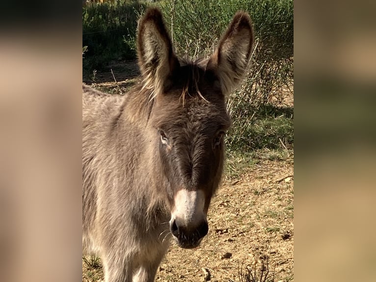 Donkey Mare 6 years 11,1 hh Gray in Montséret