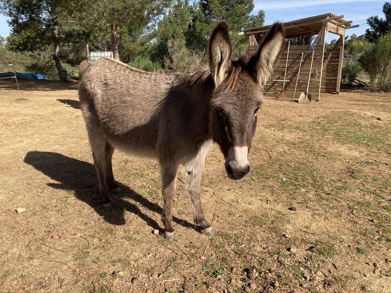Donkey Mare 6 years 11,1 hh Gray in Montséret