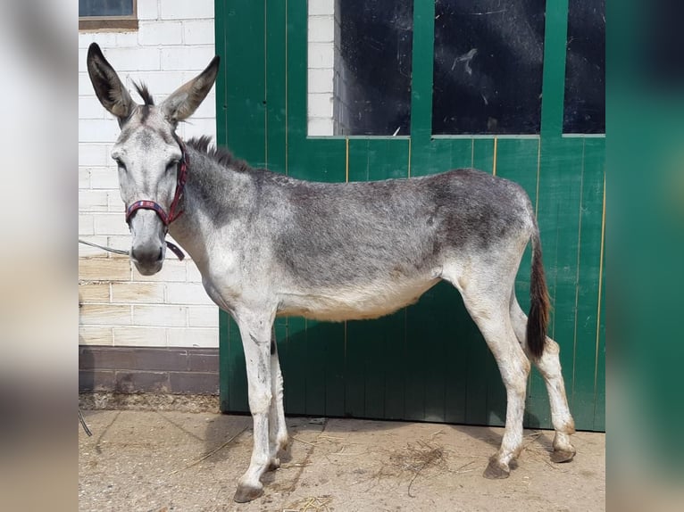 Donkey Mare 6 years 13,1 hh Gray-Dark-Tan in Euskirchen