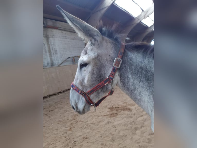 Donkey Mare 6 years 13,1 hh Gray-Dark-Tan in Euskirchen