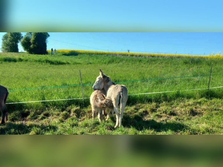 Donkey Mare 7 years 10,1 hh Pinto in Linkenbach