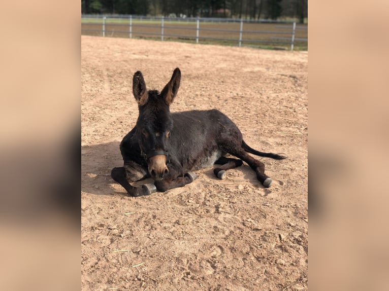 Donkey Mare 7 years 10,2 hh Bay-Dark in Neumarkt in der Oberpfalz