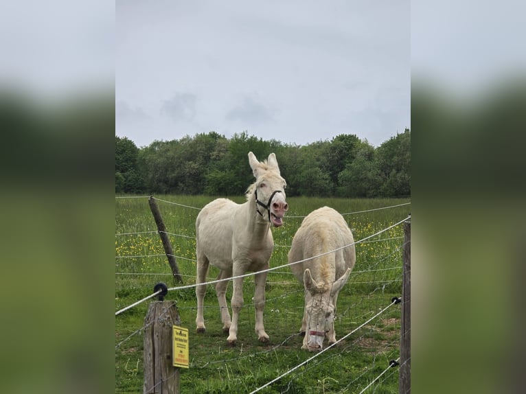 Donkey Mare 7 years 12.2 hh Cremello in Linkenbach