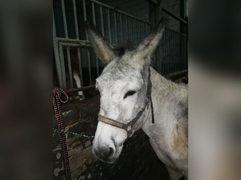Donkey Mare 7 years 13,1 hh Gray in Euskirchen