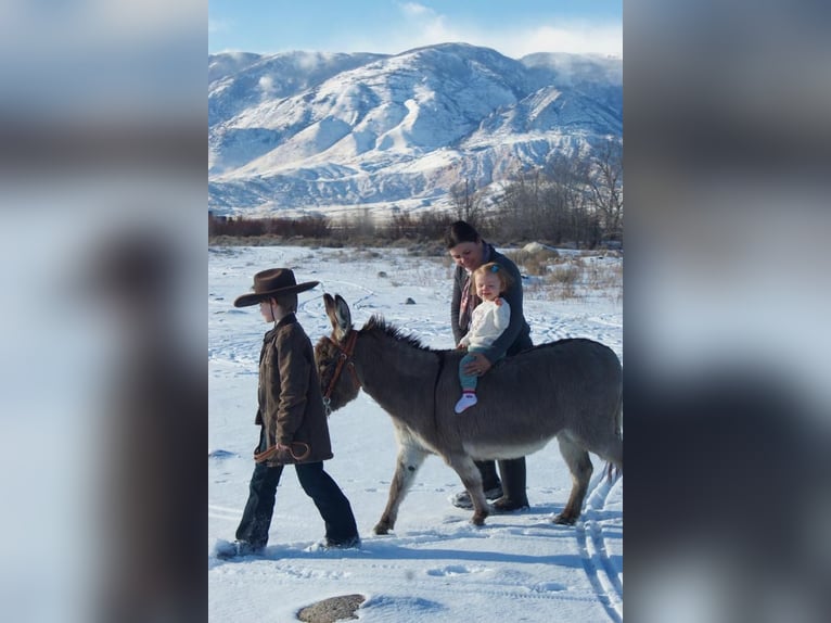 Donkey Mare 7 years 8,2 hh Gray in Cody, WY