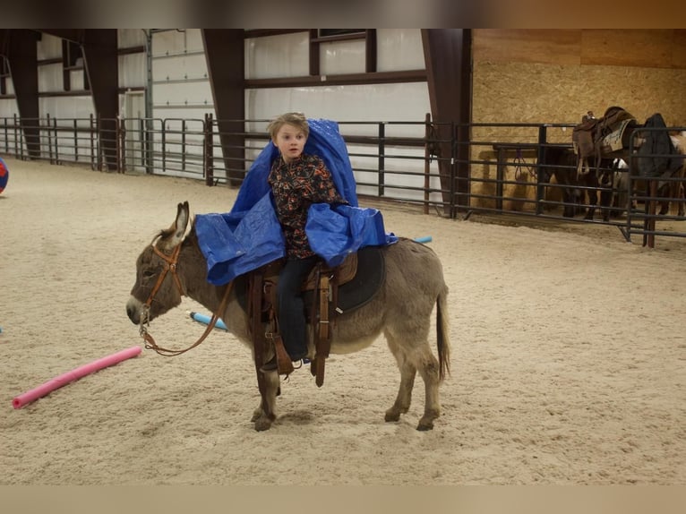 Donkey Mare 7 years 8,2 hh Gray in Cody, WY