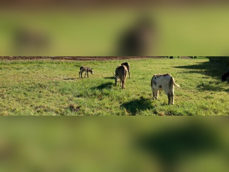 Donkey Mare 8 years 10.1 hh Pinto in Linkenbach
