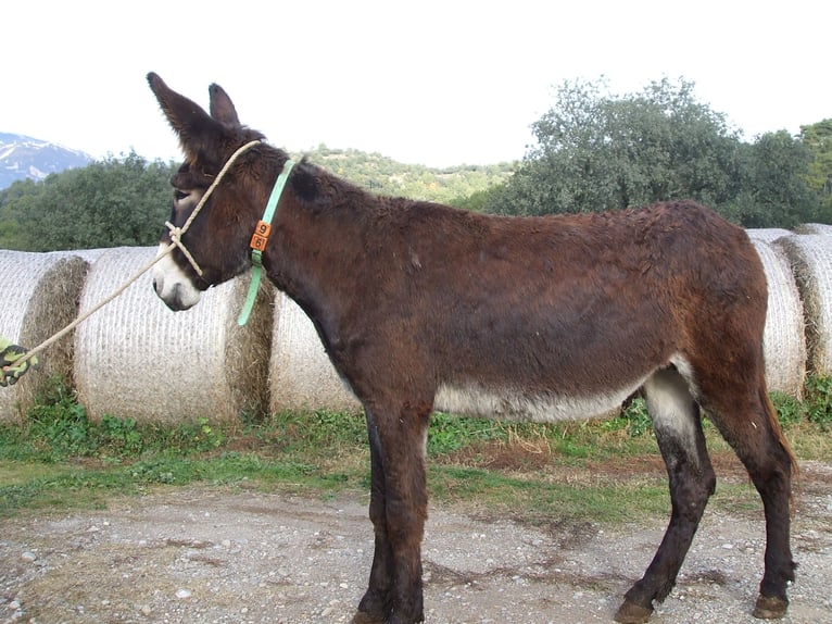 Donkey Mare 8 years 14,2 hh Black in BERGA, BARCELONA