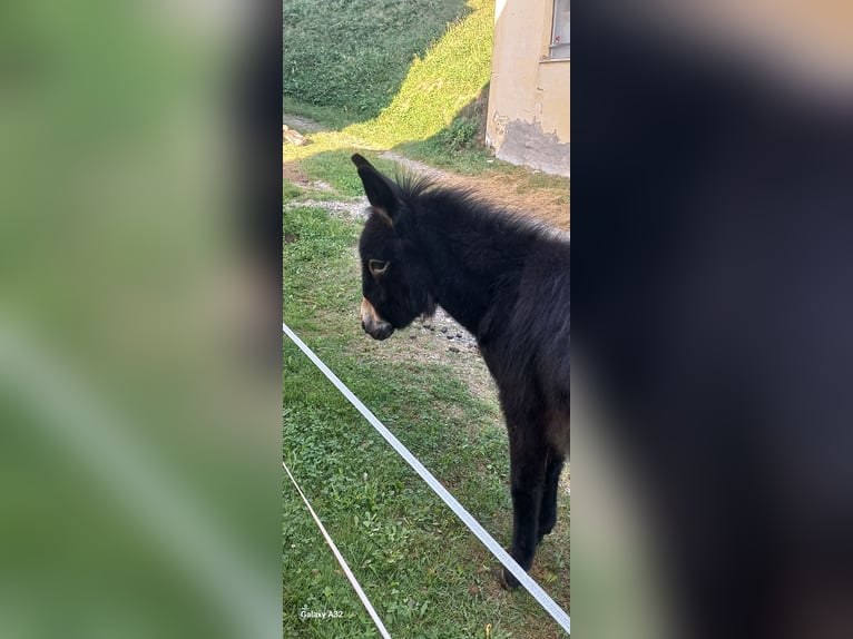 Donkey Mare Foal (01/2024) 11,2 hh Black in Weißkirchen in Steiermark